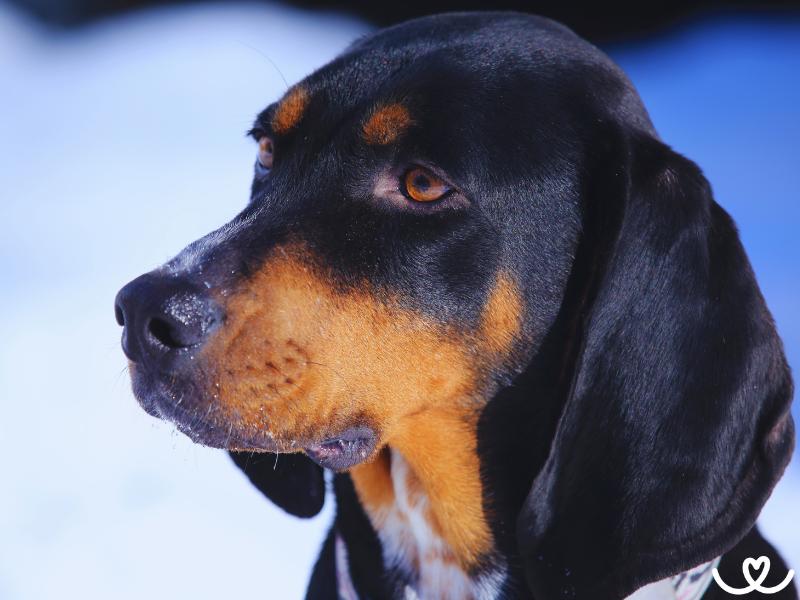 Plemeno-black-and-tan-coonhound (1)
